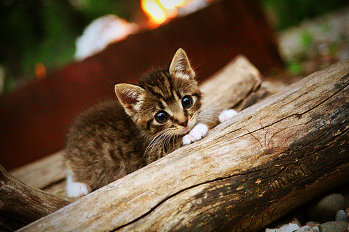 开云真人娱乐官网-勒沃库森传控节奏把握日益成熟，勒沃库森比赛视频聚胜顽球汇